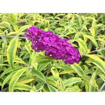시즌플라워 [목본류]붓들레아(부들레야)-산타나, 1개