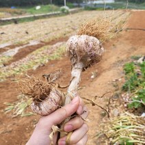 농랑부랑 서산 햇마늘 저장마늘 밭마늘 반접 50개(소), 2kg(반접 50개입 소), 1개