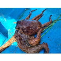 남해안 활 문어 1kg