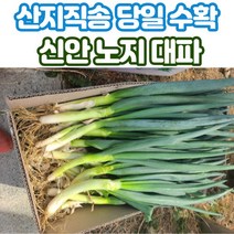 산지직송 신안 대파 흙대파 노지대파 5kg 10kg, 노지대파_5kg