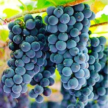고당도 국내산 프리미엄 캠벨포도 특품 1kg~5kg 제철 산지직송, 3kg, 1개