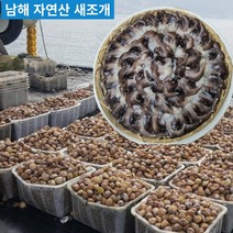 [산지직송] 남해안 자연산 손질 새조개 (손질 전 2.5kg 손질 후 500g)