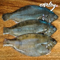 대천해 국내산 손질 봄 도다리 750g 도다리쑥국