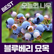 합리적 가격의 우수한 블루베리묘목(레카 M7 블루클랍 스타(남부종) 블루크럽 등), 빅듀크(배양묘) 삽목2년생