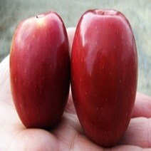 미니사과나무 묘목 루비에스사과 2년생, [ 루비에스사과나무 2년생 ]