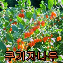 구기자나무3년생5그루/묘목/나무묘목/유실수/꽃나무/과실수/자두/구기자