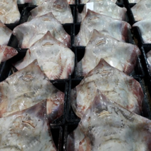 목포 국내 홍어 한마리 5kg 손질안됨 홍어애 홍어삼합 홍어찜