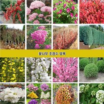 꽃나무 조경수묘목 장미 조팝나무 꽃댕강나무 회양목 측백나무 편백나무 개나리 진달래 철쭉 영산홍 매화나무 벚나무 능소화 치자나무 남천 함박꽃 목단 배롱나무 홍도화 라일락, 백일홍나무