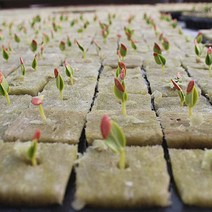 삽목용 오아시스 묘목심기 발아 흙이없는 농업용, 196개 구멍 없는 4x4x4, 1개