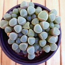 러브코리아 손가락 과자같은 오십령옥 키우기 예쁜 다육식물1-40 랜덤발송, 단품