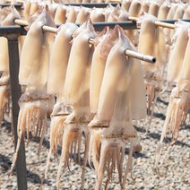 [청정바다]국내산 반건조 오징어 파치(1kg 내외), 상세 설명 참조
