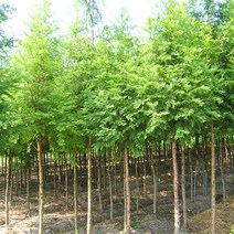 NS메타세콰이아 실생2년(특)뿌리묘(5주), 주