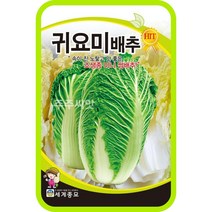 주주씨앗 귀요미배추 300립 배추씨앗 종자 쌈배추 미니배추 김장 진노랑 조생종