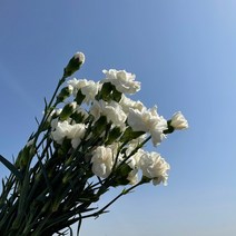 생화 스프레이 카네이션 한단 온라인꽃도매 농장 직송 택배 (도착예정일은 따로 문의), 크리스탈(화이트)