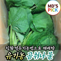 (국내산) 싱싱한 유기농 곰취 나물 생 노지 야생곰취 500g 1kg 봄나물 산나물 당귀 어수리 고추냉이잎 장아찌 나물 토종, 1개