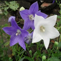 매화동 (1000립)도라지 씨앗 종자 도라지 혼합색 씨앗모음 약초씨앗