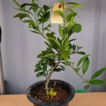 화분 유실수 레드향 귤나무 결실주 3년생 5866ea, 쿠팡 본상품선택