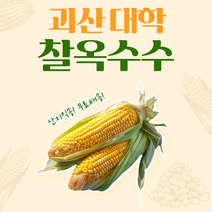 (찐 옥수수 / 삶은 옥수수)쫀득 쫀득 알이 꽉찬 괴산 대학 찰옥수수21개, 21개입