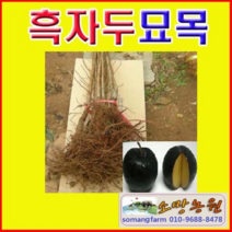 (NY)흑자두 바이오체리(흑등금)묘목(접목1년)2그루, 2개