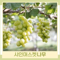 포도나무 묘목 청포도 샤인머스켓 삽목2년생 포트묘 3개
