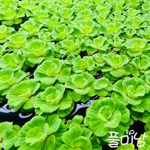 [풀미남 오픈이벤트] 목련물배추 1뿌리 / 예쁘고 쉬운 부상수초 키우기