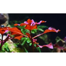 매직아쿠아 루드위지아 슈퍼레드 (3촉)