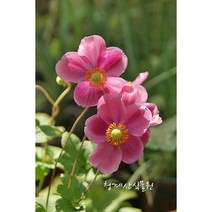 꽃대 추명국 / 사진촬영 2022년 10월 5일