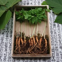 초록사랑 참기운새싹삼 새싹인삼 1년근, 1개, (대) 100뿌리