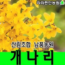 개나리 묘목 10그루 울타리나무 꽃나무 정원수 생울타리