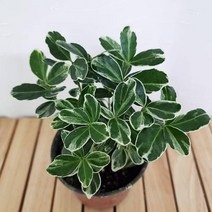 은사철 키우기 쉬운 꽃 시장 희귀 공기청정 식물 인테리어 가습 집 자연기 건조 할때 그늘잘자라는 우는