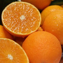 [팜쿡] 제주직송 청견오렌지 4.5kg(18~24과), 단품