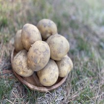[곰이네 농산물] 포슬포슬 햇감자 강원도 수미감자 왕특 사이즈 10kg, 상세페이지 참조