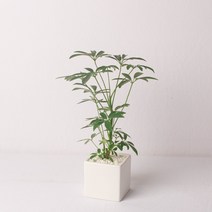 나루플랜트 실내 공기정화식물 화이트화분 공기청정 반려식물 인테리어식물, 1Ea, 홍콩야자
