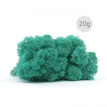 비오스 스칸디아모스 20g-천연이끼 공기정화식물, 6번