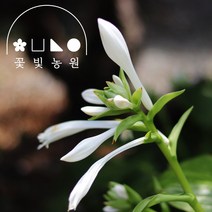 옥잠화 4치포트 모종 호스타 12cm 화분 야생화, 1개