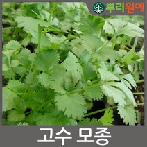 뿌리원예 고수 모종 10개