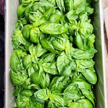 스위트 바질 300g, 1개