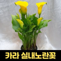 카라봄꽃 1개 플랜테리어 노란카라 봄 꽃 나무