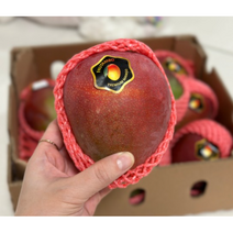 페루 대만 애플망고 2kg 태국 남독마이 마하차녹 망고, 2kg내외(4~6과), 1개