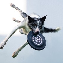 강아지 원반 소형견 대형견 장난감 젤라틴 표준규격 프리스비, 소(18cm), 오렌지