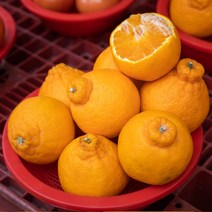 [산지직송] 노지 제주 한라봉 5kg 10kg 벌크 가정용, 01. 5kg 소과 (가정용)