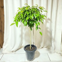 청년농부 킹벤자민 특대형 개업식물 인테리어식물 카페식물 벤자민키우키 벤자민