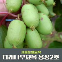 서울농원묘목/다래나무 키위 용성2호 자가결실 유실수 개량왕다래 대과종 원예 포트묘, 1개
