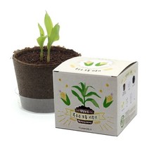 기타 바보사랑[파라솔]팜팜농장 옥수수 모종키우기, 상세페이지 참조