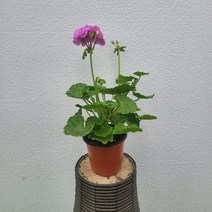연보라 블루원더 제라늄 수입제라 15~25cm 49
