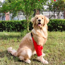 무릎 강아지 보조기 애견 소형견 대형견 반려견 애완동물 보호대, 옵션5, L
