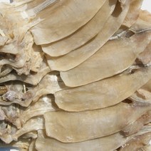 건어물천국 당일바리 마른 오징어, 20마리, 1.5kg