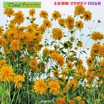 팝플라워 [꽃씨] 겹삼잎국화 10립, 상세페이지 참조, 1개