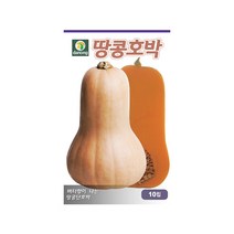 (DN) 땅콩 호박 씨앗(10립), 상세 설명 참조