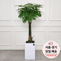 에코플랜트 대형화분 개업 거실 인테리어 실내 식물 카페 승진 사무실이전 화분 배송[서울.경기 평일 당일배송] <지방 및 영종도 가평 강화도 배송불가